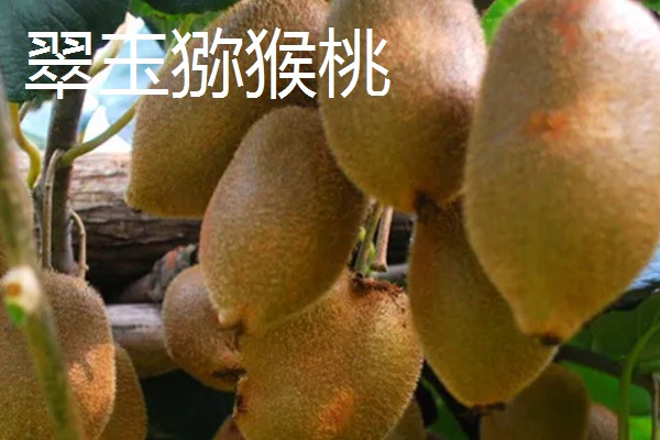 猕猴桃有什么好品种，以下四个品种值得选择