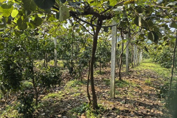 猕猴桃有什么好品种，以下四个品种值得选择