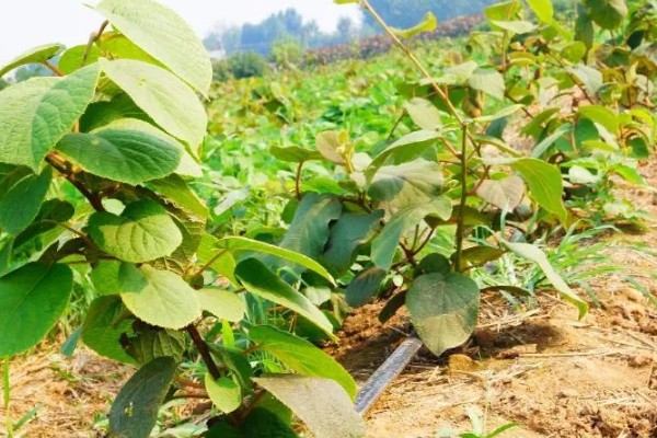 猕猴桃有什么好品种，以下四个品种值得选择