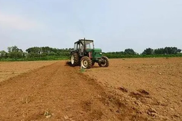 猕猴桃有什么好品种，以下四个品种值得选择