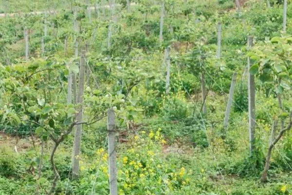 猕猴桃有什么好品种，以下四个品种值得选择