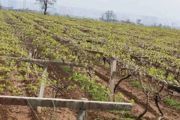 猕猴桃有什么好品种，以下四个品种值得选择