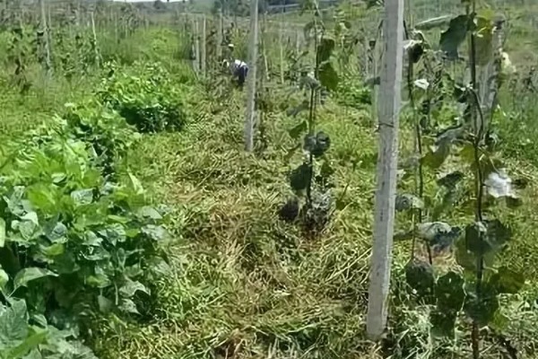 猕猴桃有什么好品种，以下四个品种值得选择