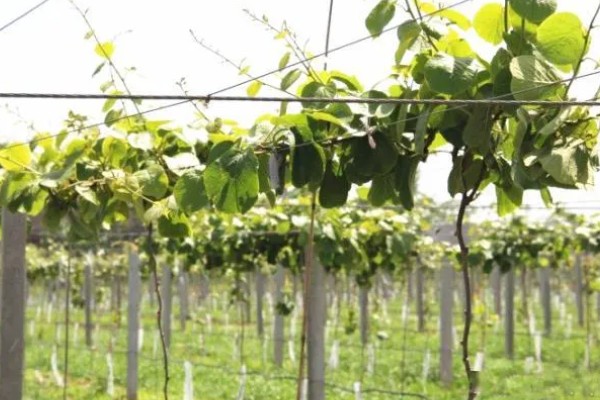 猕猴桃有什么好品种，以下四个品种值得选择