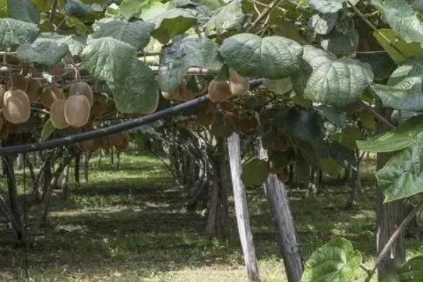 猕猴桃有什么好品种，以下四个品种值得选择