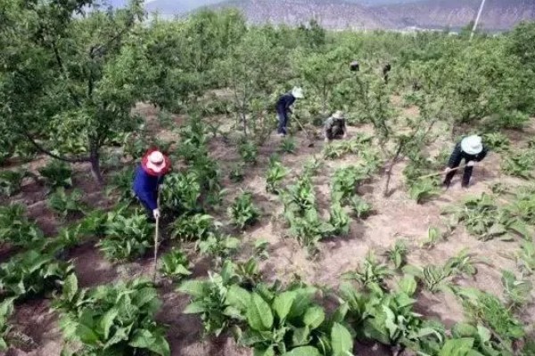 猕猴桃有什么好品种，以下四个品种值得选择