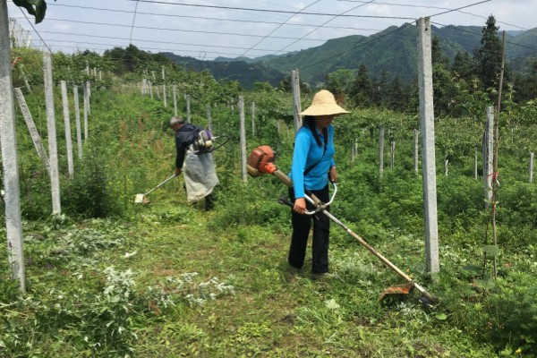 猕猴桃有什么好品种，以下四个品种值得选择