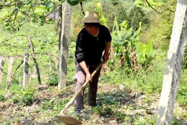 猕猴桃有什么好品种，以下四个品种值得选择