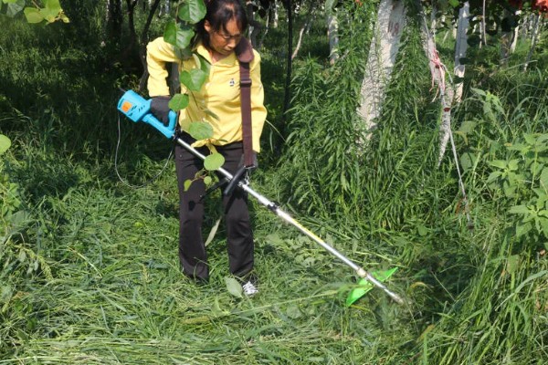 猕猴桃有什么好品种，以下四个品种值得选择