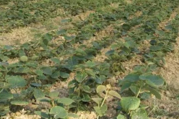 猕猴桃有什么好品种，以下四个品种值得选择