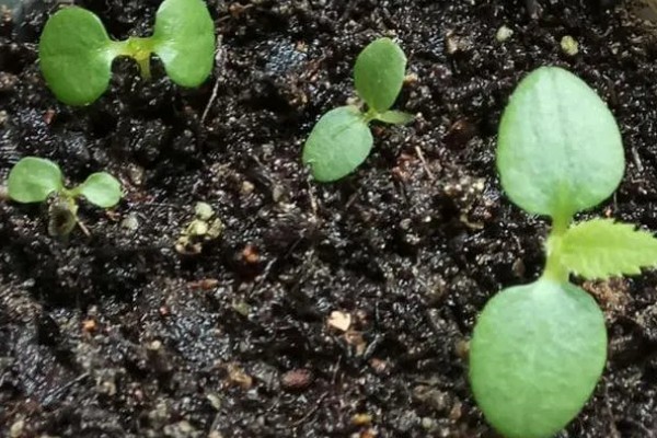 猕猴桃有什么好品种，以下四个品种值得选择