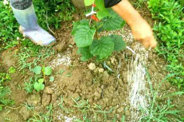 猕猴桃有什么好品种，以下四个品种值得选择