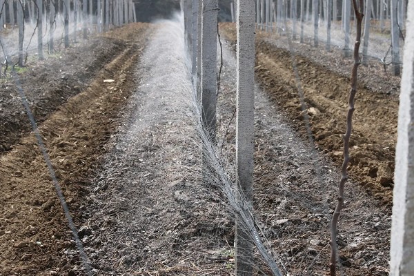 猕猴桃有什么好品种，以下四个品种值得选择