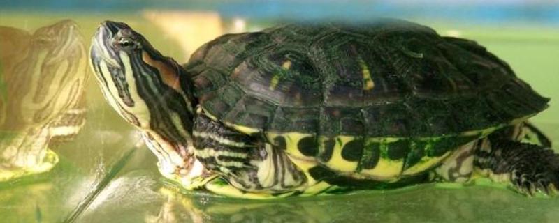 巴西龟长到什么程度会咬人，成年后缺少食物或受伤时可能会攻击人类