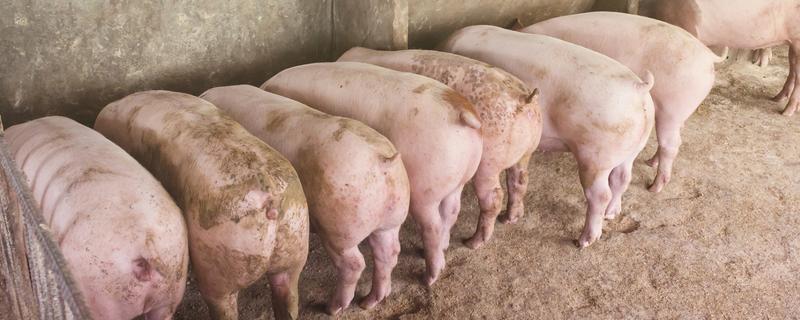 猪场疫情过后如何处理，撒施石灰、喷洒漂白粉溶液进行消毒