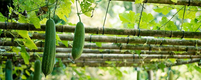 怎么种丝瓜，每个种植穴播种3-4粒