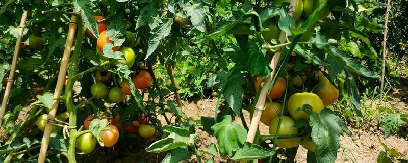 蔬菜怎么降温，覆盖遮阳网可避免灼伤