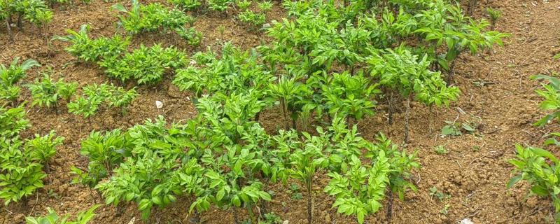 魔芋的种植方法，常用的是种芋播种