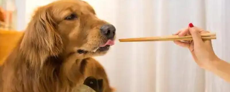 金毛的食物，低盐狗粮、营养膏、肉类均可饲喂