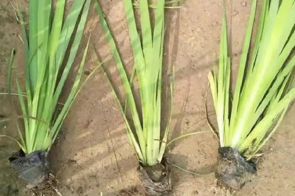 黄菖蒲怎么繁殖，可分株也可播种繁殖