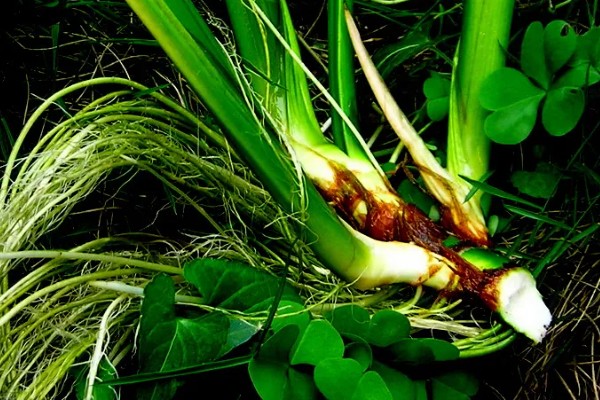 黄菖蒲怎么繁殖，可分株也可播种繁殖