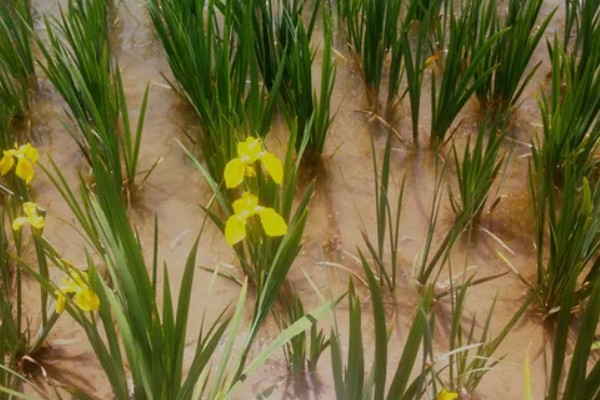 黄菖蒲怎么繁殖，可分株也可播种繁殖