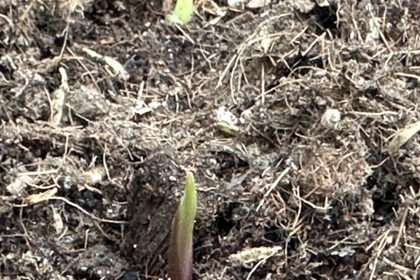 黄菖蒲怎么繁殖，可分株也可播种繁殖