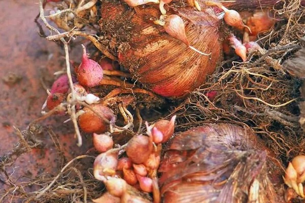 黄菖蒲怎么繁殖，可分株也可播种繁殖