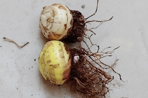 黄菖蒲怎么繁殖，可分株也可播种繁殖