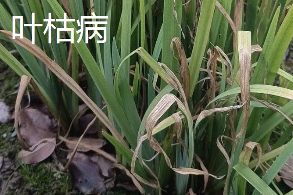 黄菖蒲怎么繁殖，可分株也可播种繁殖