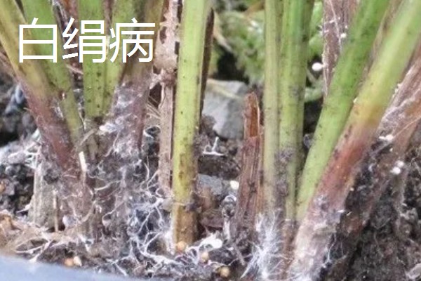 黄菖蒲怎么繁殖，可分株也可播种繁殖