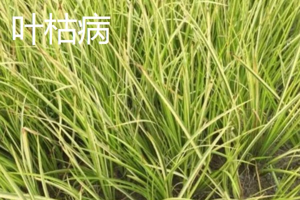 黄菖蒲怎么繁殖，可分株也可播种繁殖