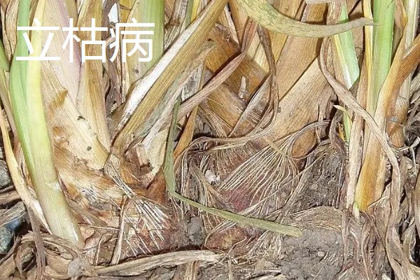 黄菖蒲怎么繁殖，可分株也可播种繁殖