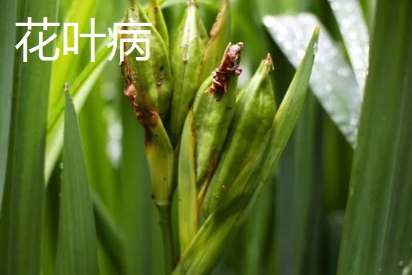 黄菖蒲怎么繁殖，可分株也可播种繁殖