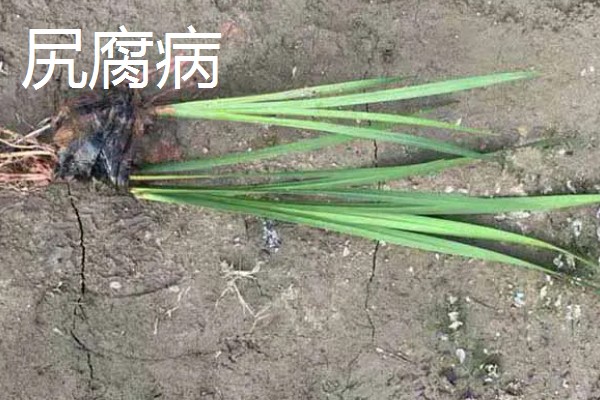 黄菖蒲怎么繁殖，可分株也可播种繁殖