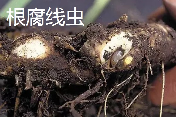 黄菖蒲怎么繁殖，可分株也可播种繁殖