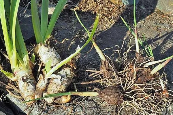 黄菖蒲怎么繁殖，可分株也可播种繁殖