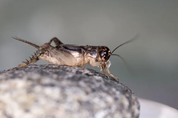 黄菖蒲怎么繁殖，可分株也可播种繁殖