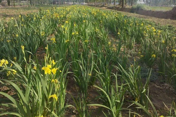 黄菖蒲怎么繁殖，可分株也可播种繁殖