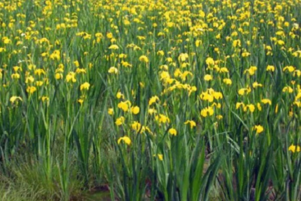 黄菖蒲怎么繁殖，可分株也可播种繁殖