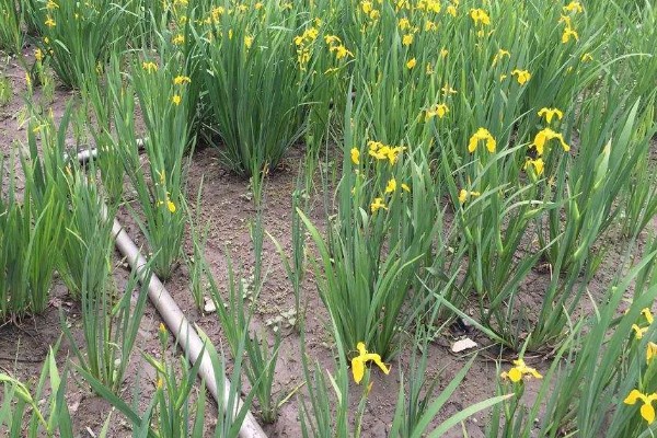 黄菖蒲怎么繁殖，可分株也可播种繁殖