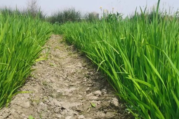 黄菖蒲怎么繁殖，可分株也可播种繁殖