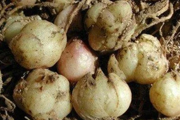 黄菖蒲怎么繁殖，可分株也可播种繁殖