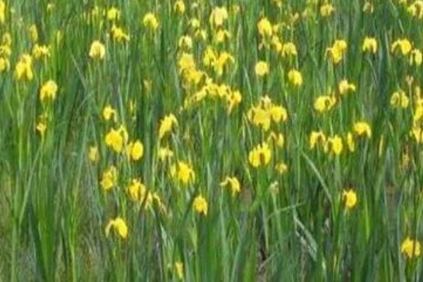 黄菖蒲怎么繁殖，可分株也可播种繁殖