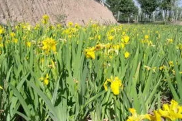 黄菖蒲怎么繁殖，可分株也可播种繁殖