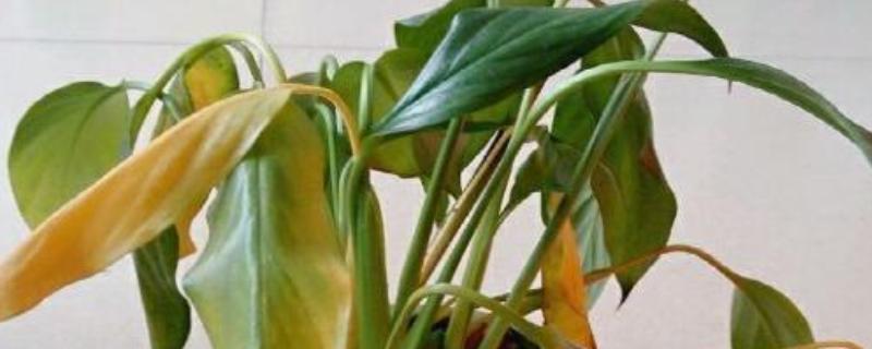 白掌变黄了如何解决，遇到强光时要为它遮阴