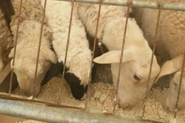 怎么用豆腐渣喂羊,拌入日粮中饲喂才能满足营养需求