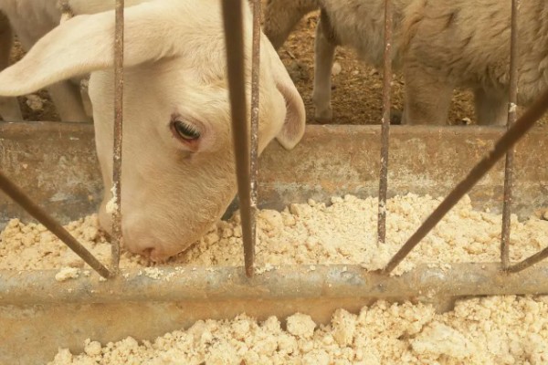 怎么用豆腐渣喂羊,拌入日粮中饲喂才能满足营养需求