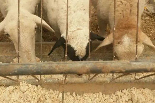 怎么用豆腐渣喂羊,拌入日粮中饲喂才能满足营养需求