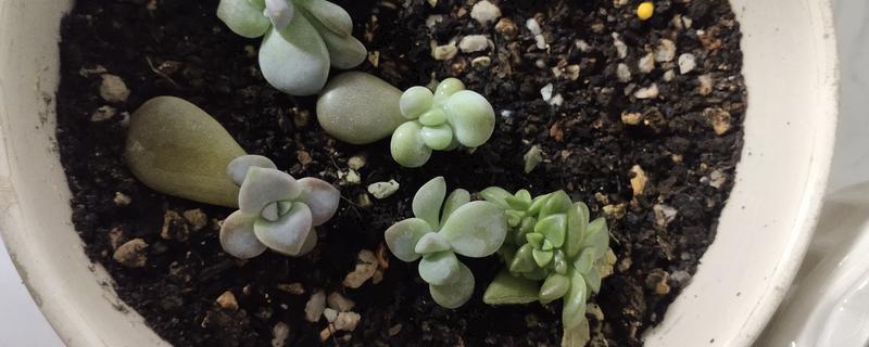 多肉小苗徒长如何解决，剪下徒长部位可抑制顶端优势